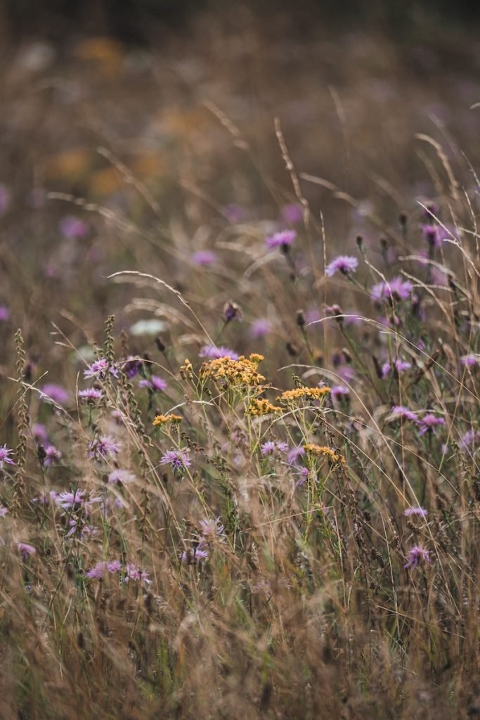 Blomsteräng - perfekt för den biologiska mångfalden