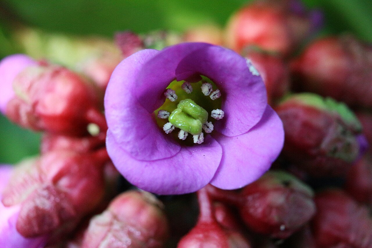 Hjärtbergenia