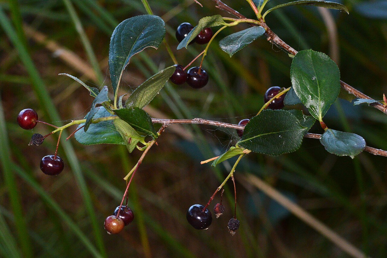 Svartaronia