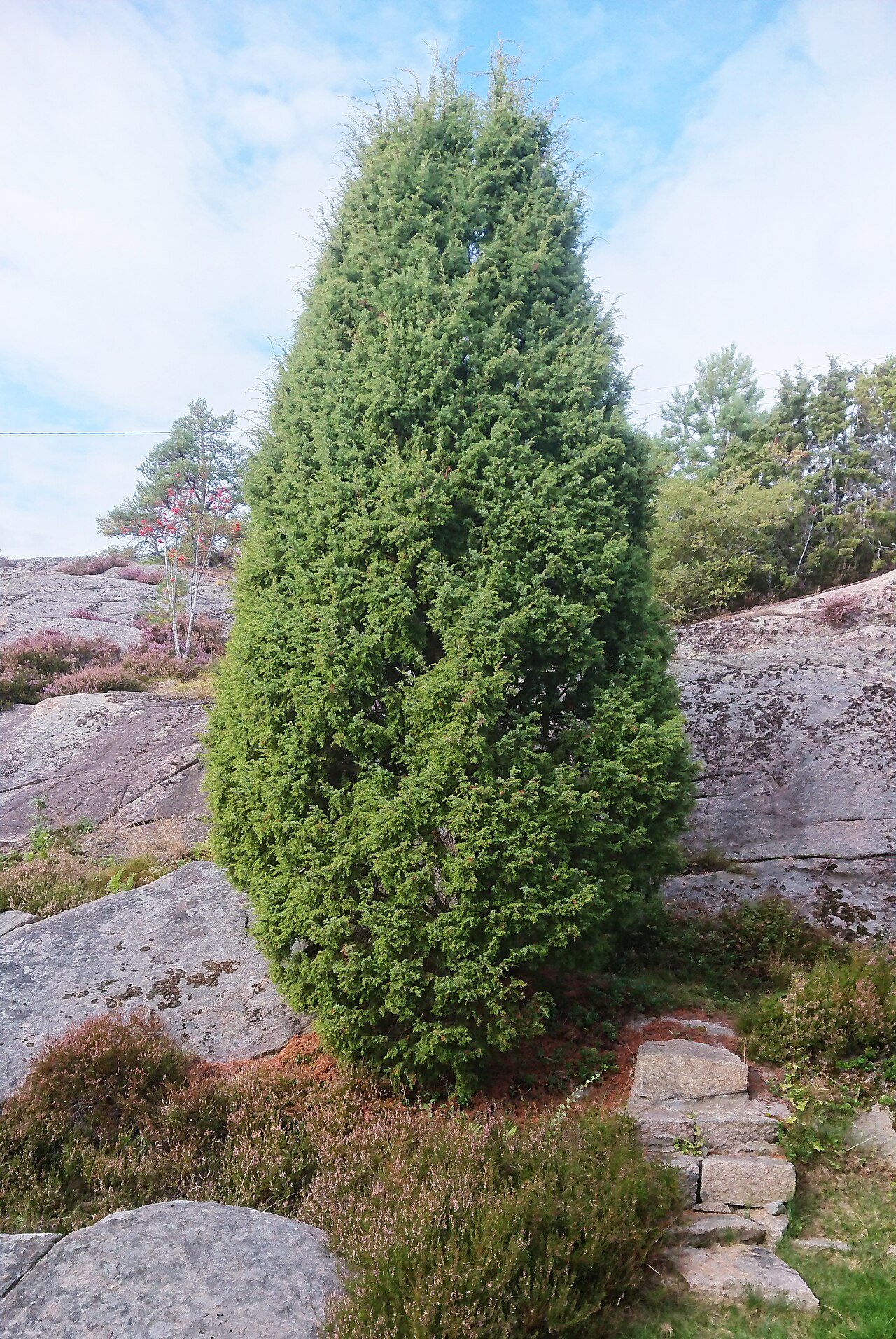 En
